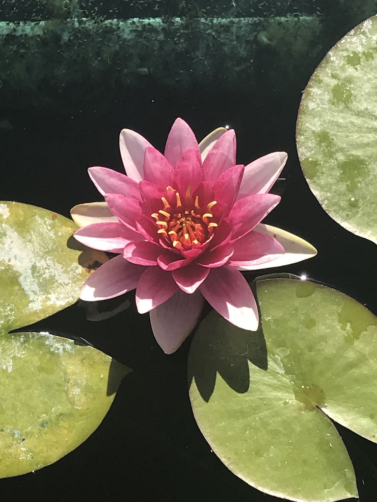 Mariah's Kitchen photo 7