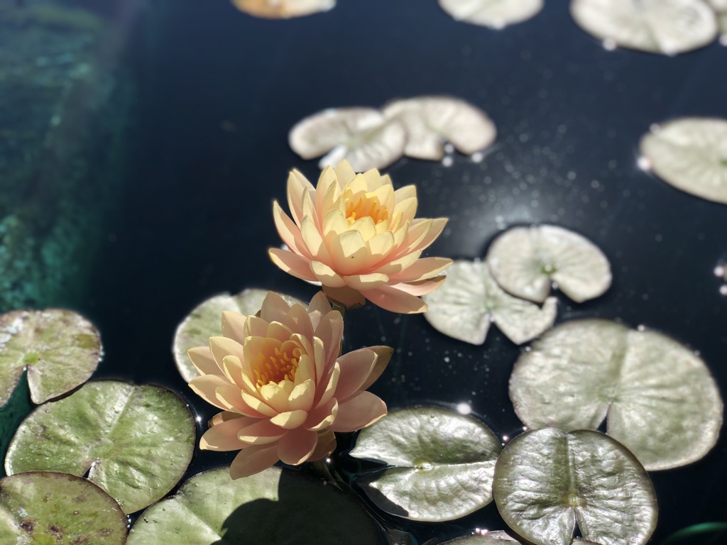 Mariah's Kitchen photo 4