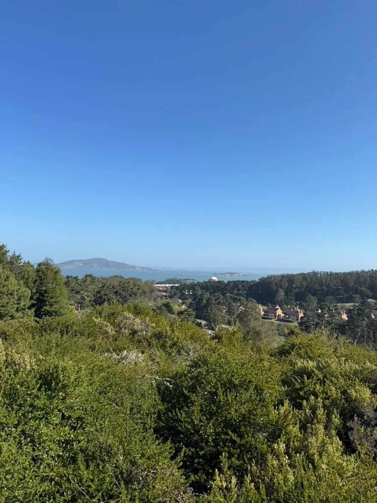 Bay Area Dog Walkers